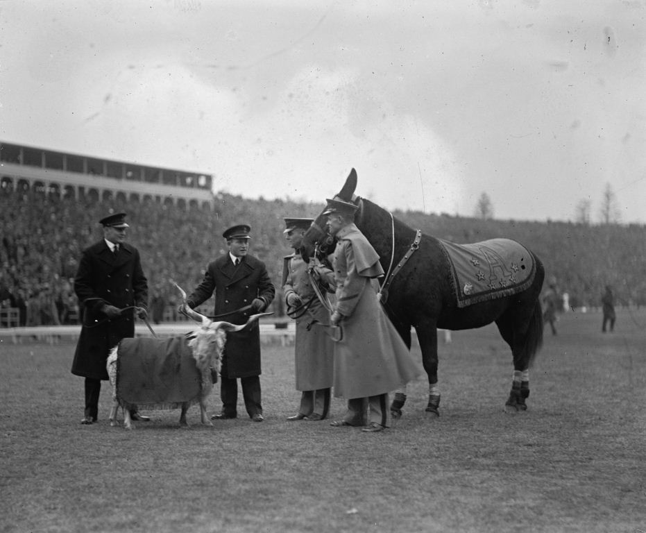 The goat and Army mule meet at the 1924 Army-Navy game