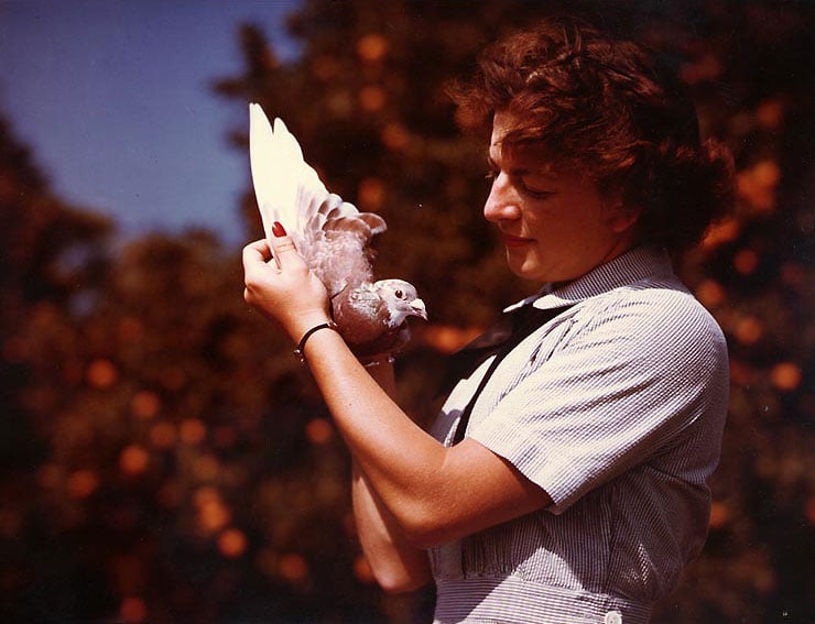 Carrier pigeon trainer WAVES Specialist 2nd Class Marcelle Whiteman holding a carrier pigeon, Naval Air Station, Santa Ana, California, United States, June 1945. National Archives Photo