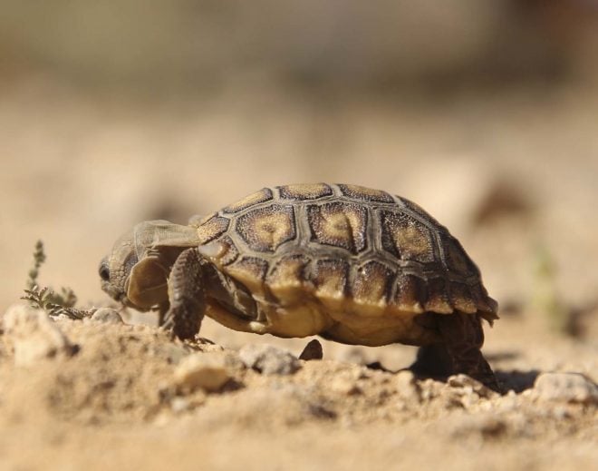 After Delay, Marines Relocate Desert Tortoise to Make Way for Expanded ...