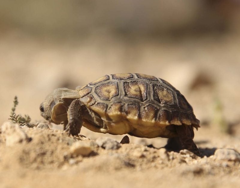 After Delay, Marines Relocate Desert Tortoise to Make Way for Expanded ...