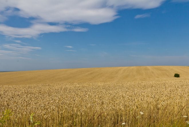 Ukrainian Grain Still Trapped By Russian Naval Blockade, Pentagon Says